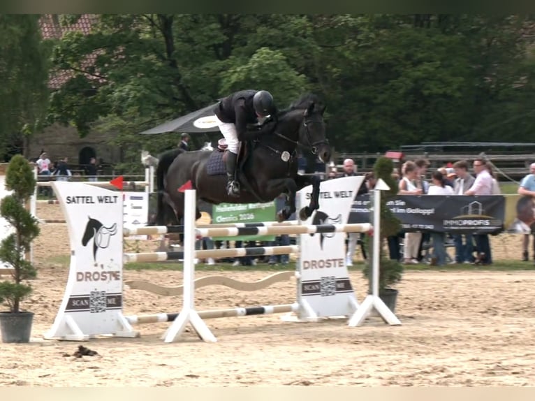 Oldenburger Springpferd Stute 9 Jahre 168 cm Rappe in Ense sieveringen