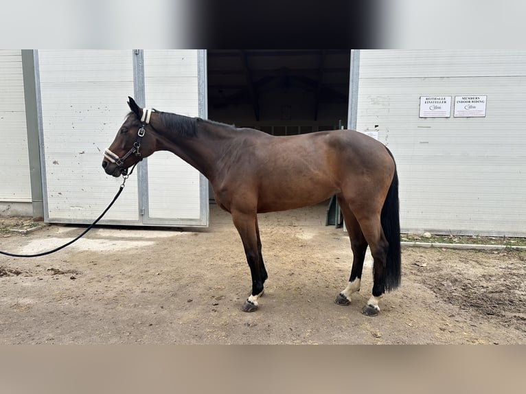 Oldenburger Springpferd Stute 9 Jahre 168 cm  in Markgrafneusiedl
