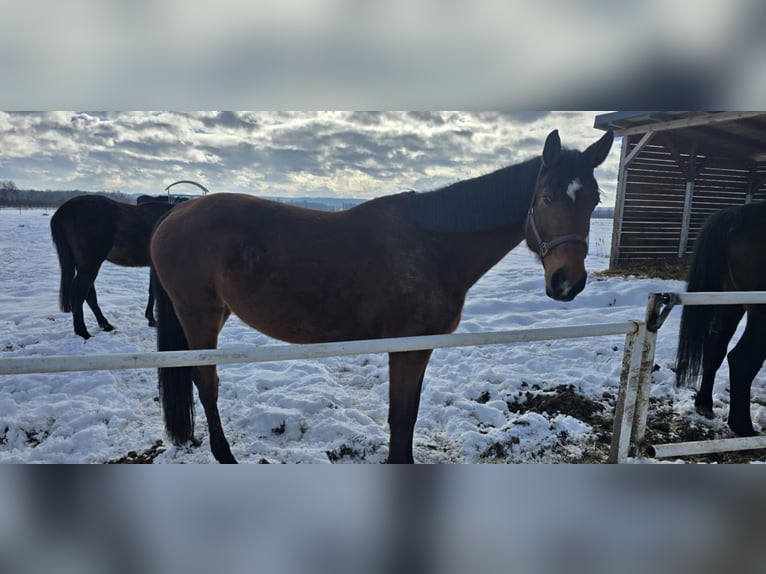Oldenburger Springpferd Stute 9 Jahre 168 cm in L&#x119;bork