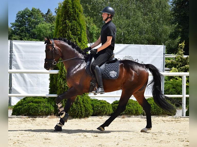 Oldenburger Springpferd Stute 9 Jahre 168 cm in L&#x119;bork