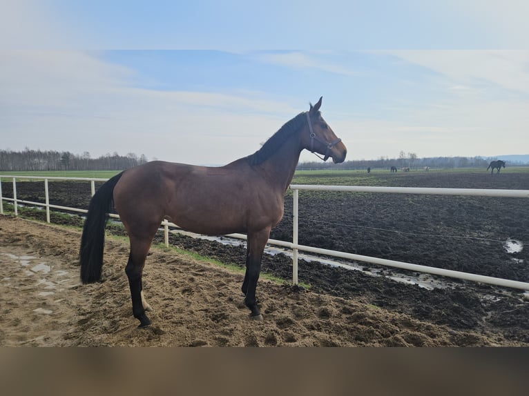 Oldenburger Springpferd Stute 9 Jahre 168 cm in L&#x119;bork