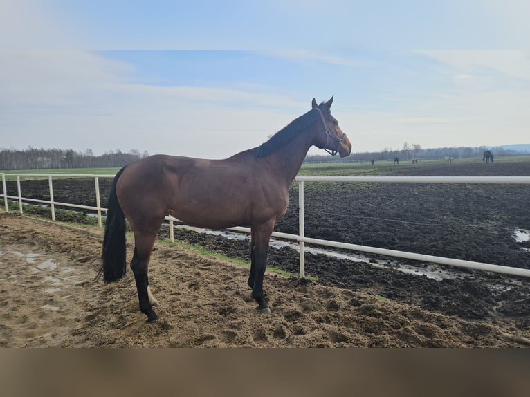Oldenburger Springpferd Stute 9 Jahre 168 cm in L&#x119;bork