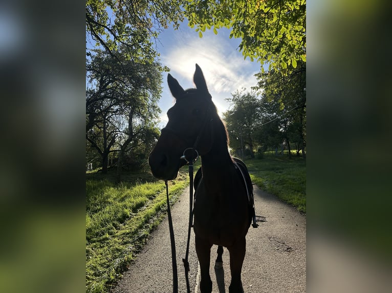 Oldenburger Springpferd Stute 9 Jahre 169 cm Dunkelbrauner in Mutlangen