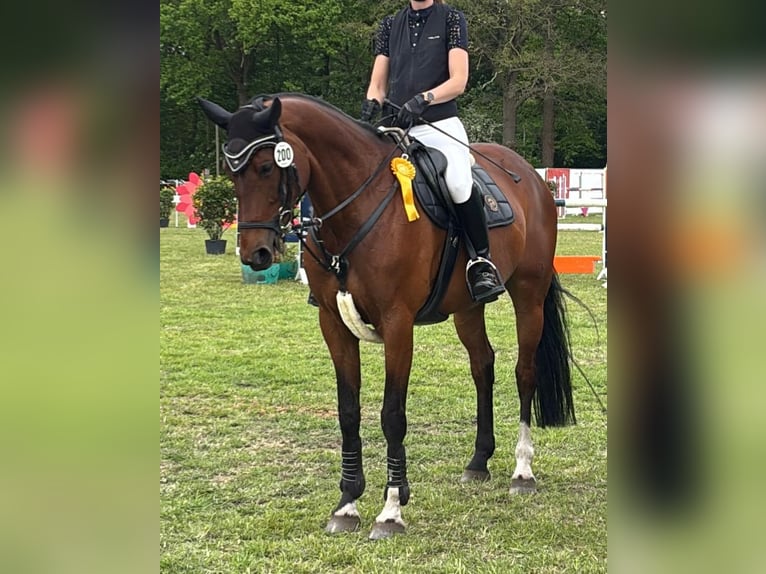 Oldenburger Springpferd Stute 9 Jahre 170 cm Brauner in Rheine