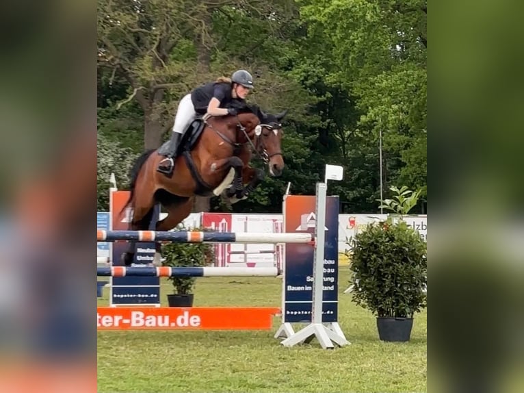 Oldenburger Springpferd Stute 9 Jahre 170 cm Brauner in Rheine