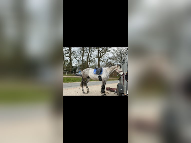 Oldenburger Springpferd Stute 9 Jahre 172 cm Apfelschimmel in Westerkappeln