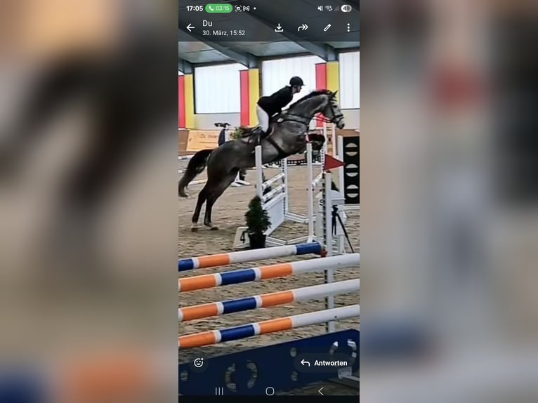 Oldenburger Springpferd Stute 9 Jahre 172 cm Apfelschimmel in Westerkappeln