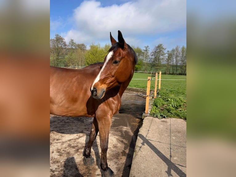 Oldenburger Springpferd Stute 9 Jahre 172 cm Brauner in Steinheim