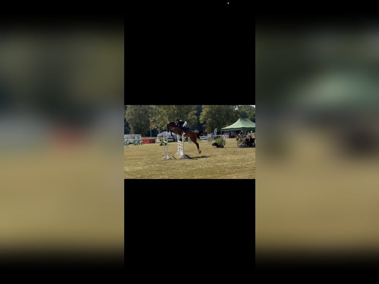 Oldenburger Springpferd Stute 9 Jahre 172 cm Brauner in Alveslohe