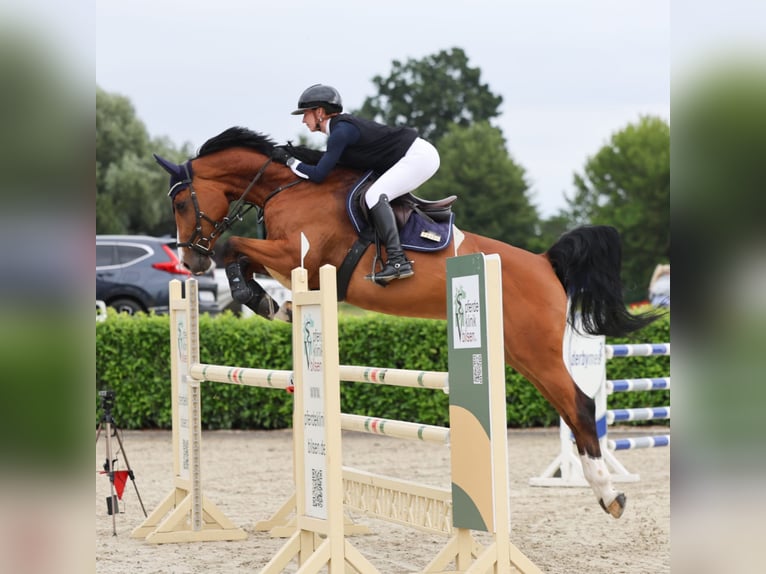 Oldenburger Springpferd Stute 9 Jahre 172 cm Brauner in Alveslohe
