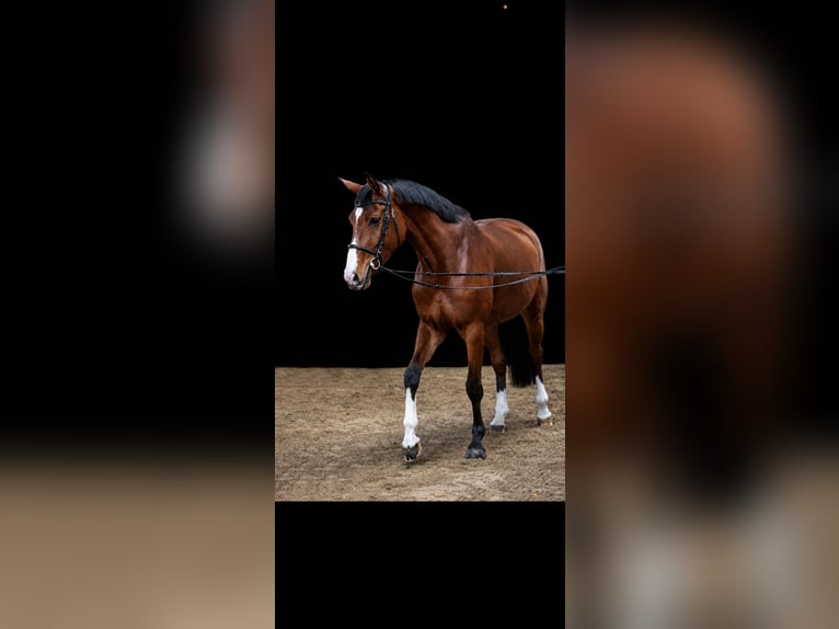 Oldenburger Springpferd Stute 9 Jahre 172 cm Brauner in Alveslohe