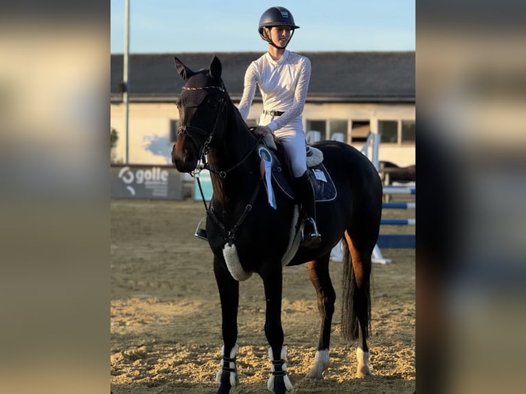 Oldenburger Springpferd Stute 9 Jahre 172 cm Dunkelbrauner in Bergholz-Rehbrücke Oldenburger Springpferd Stute 9 Jahre 172 cm Dunkelbrauner in Bergholz-Rehbrücke