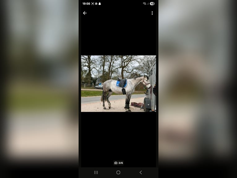 Oldenburger Springpferd Stute 9 Jahre 173 cm Apfelschimmel in Westerkappeln