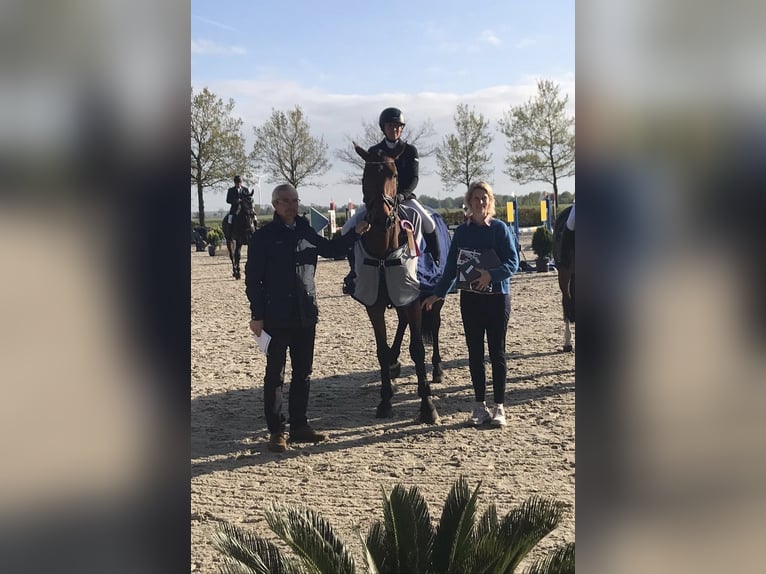 Oldenburger Springpferd Stute 9 Jahre 174 cm Brauner in Rastede