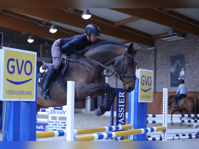 Oldenburger Springpferd Stute 9 Jahre 174 cm Brauner in Rastede