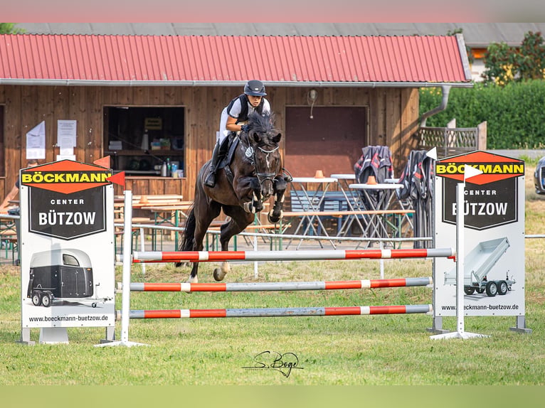 Oldenburger Springpferd Stute 9 Jahre 175 cm Schwarzbrauner in Zehlendorf