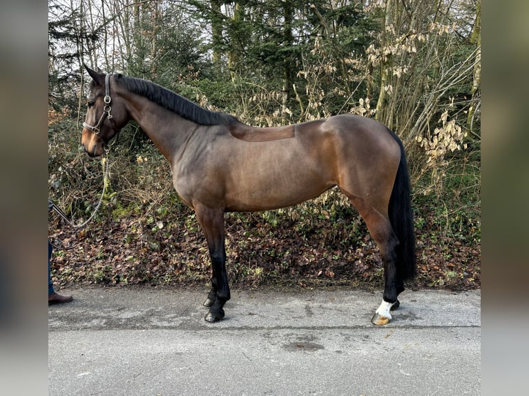 Oldenburger Springpferd Stute 9 Jahre  in Murg
