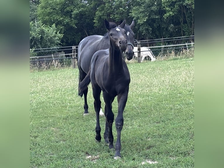 Oldenburger Springpferd Stute Fohlen (04/2026) 133 cm Schwarzbrauner in Glaubitz