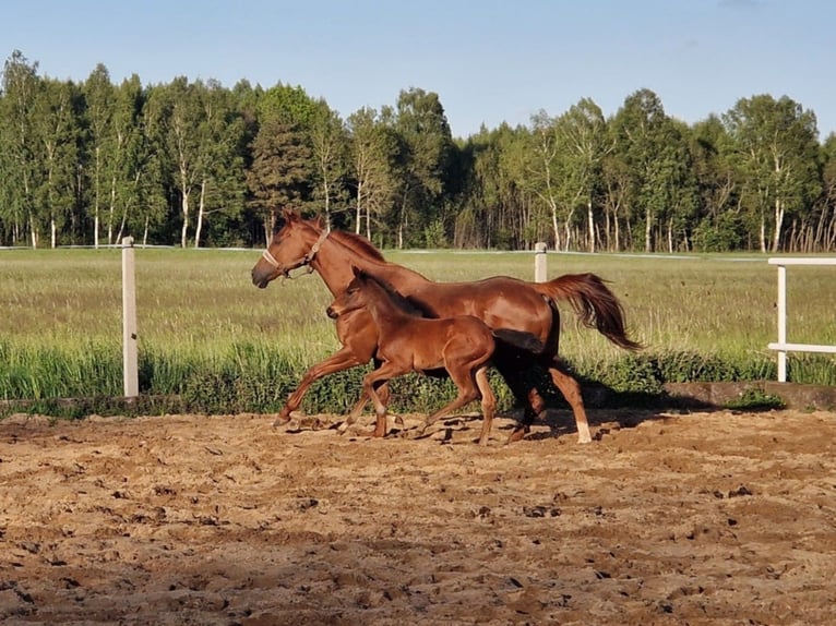 Oldenburger Springpferd Stute  160 cm Brauner in L&#x119;bork