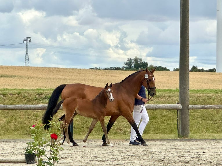Oldenburger Springpferd Stute Fohlen (05/2025) 167 cm Schimmel in Boock