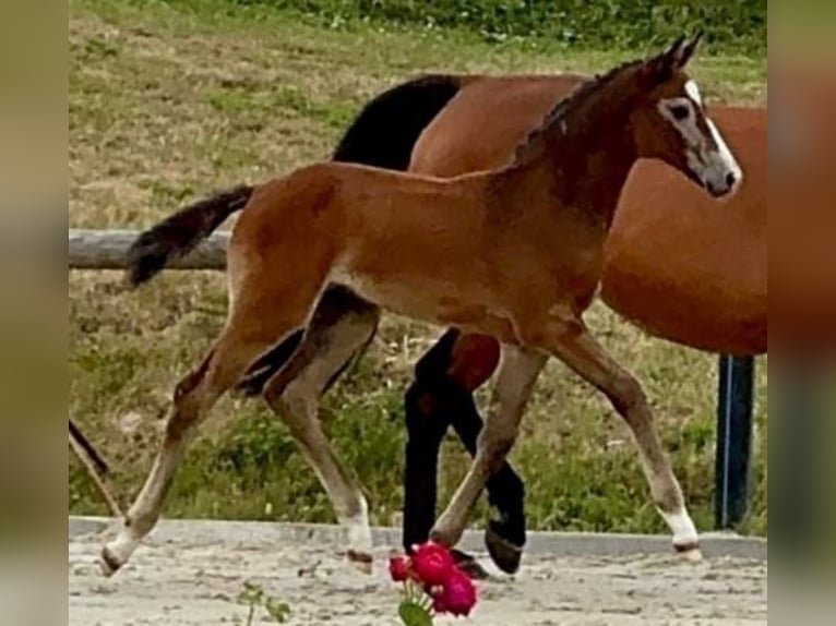 Oldenburger Springpferd Stute Fohlen (05/2025) 167 cm Schimmel in Boock