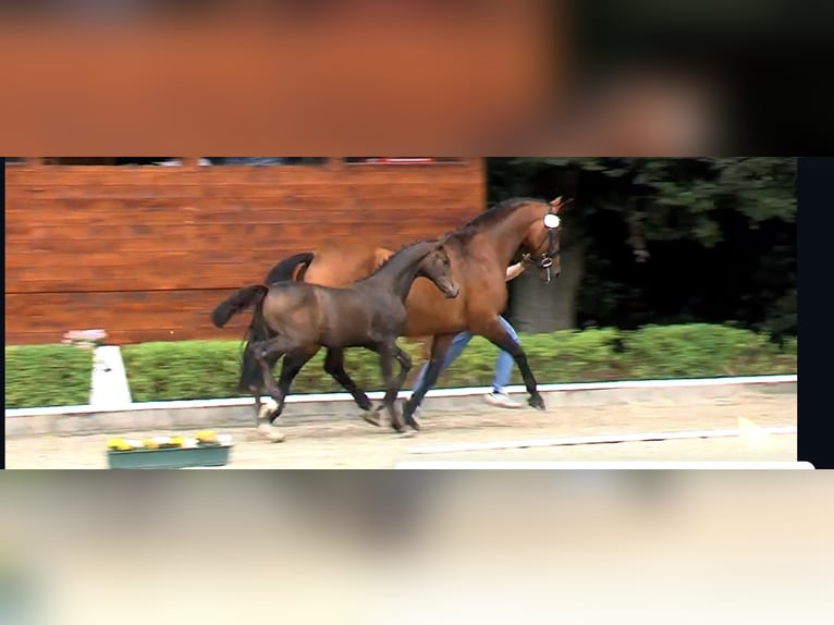 Oldenburger Springpferd Stute  169 cm Kann Schimmel werden in Winsen (Aller)