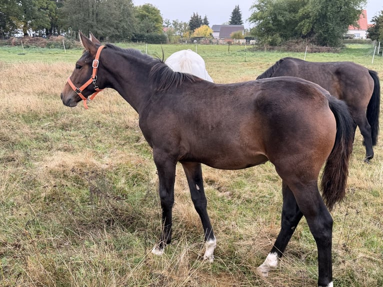 Oldenburger Springpferd Stute Fohlen (04/2026) 170 cm Brauner in Zschortau