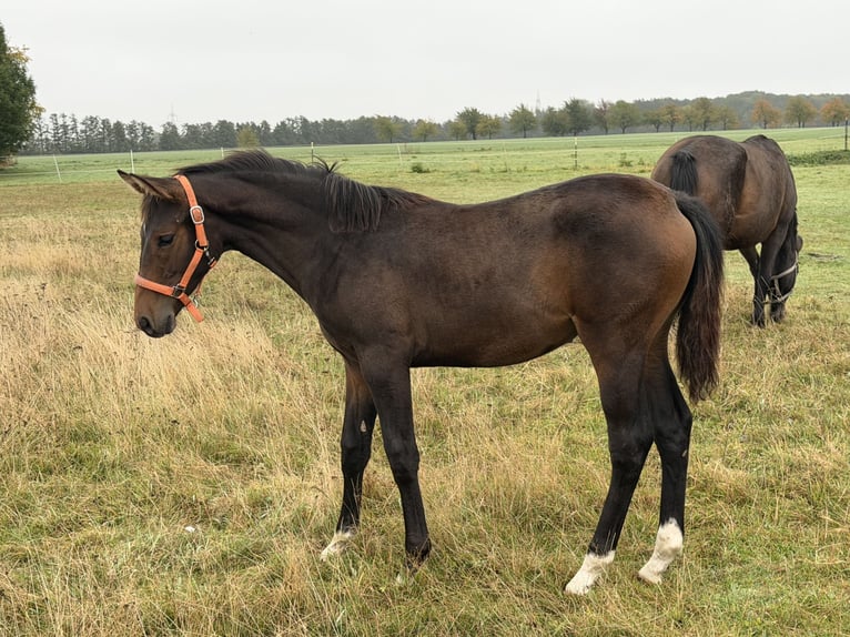 Oldenburger Springpferd Stute Fohlen (04/2026) 170 cm Brauner in Zschortau