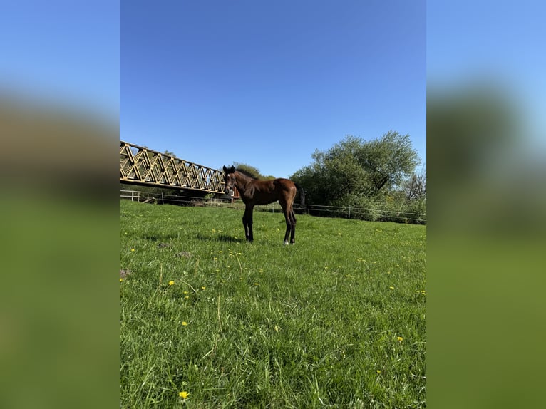 Oldenburger Springpferd Stute  170 cm Brauner in Winsen (Aller)