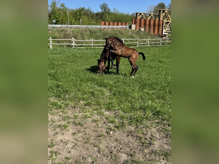 Oldenburger Springpferd Stute  170 cm Brauner in Winsen (Aller)