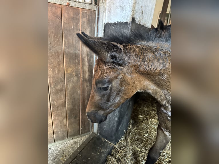 Oldenburger Springpferd Stute  170 cm Brauner in Winsen (Aller)