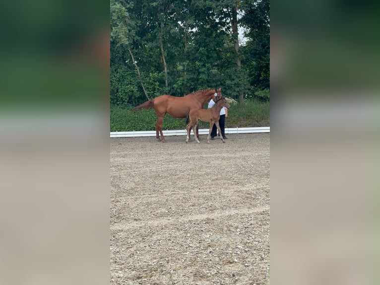 Oldenburger Springpferd Stute Fohlen (05/2026) 170 cm Brauner in Lastrup