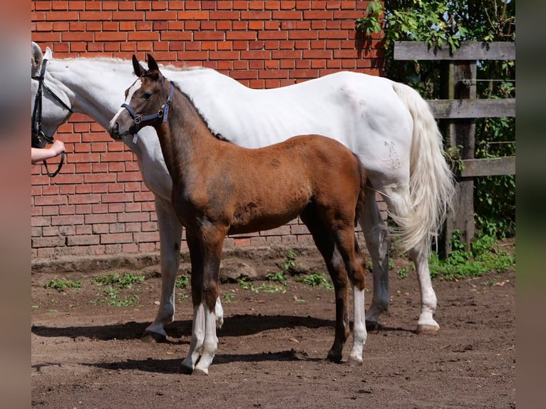 Oldenburger Springpferd Stute Fohlen (04/2026) 170 cm Kann Schimmel werden in Hilgermissen
