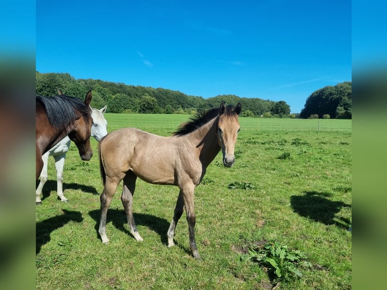 Oldenburger Springpferd Stute Fohlen (04/2025) 170 cm Schimmel in Langstedt