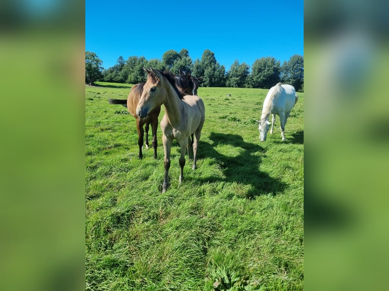 Oldenburger Springpferd Stute Fohlen (04/2025) 170 cm Schimmel in Langstedt