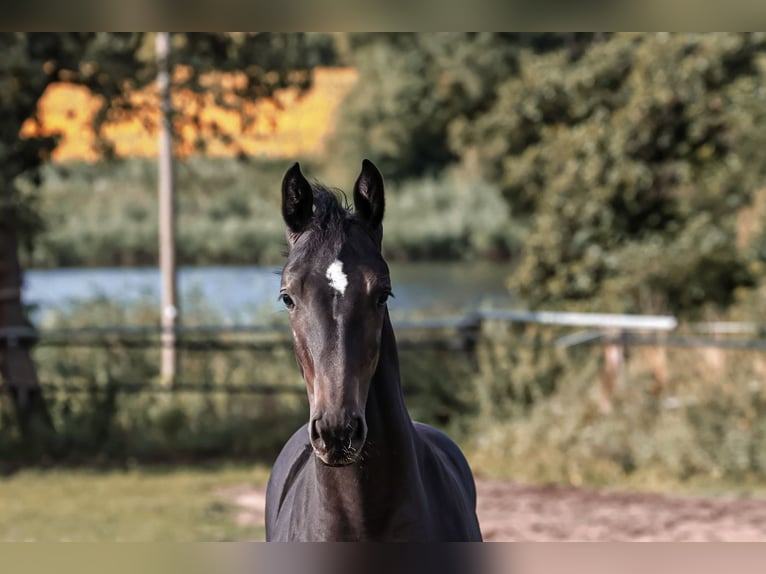 Oldenburger Springpferd Stute Fohlen (04/2026) 170 cm Schwarzbrauner in Glaubitz