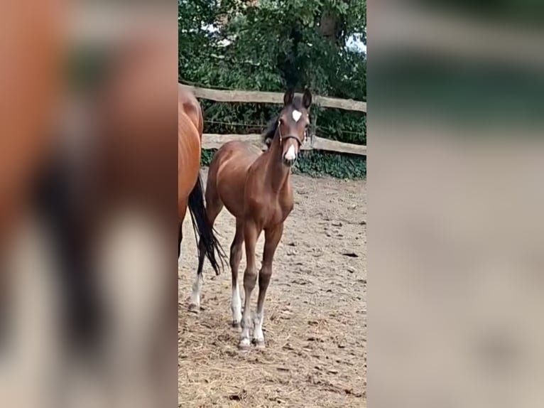 Oldenburger Springpferd Stute Fohlen (06/2026) 172 cm Dunkelbrauner in NORDHORN
