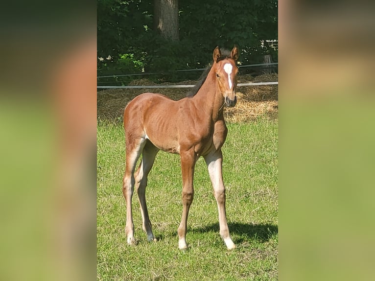 Oldenburger Springpferd Stute  Brauner in Cloppenburg