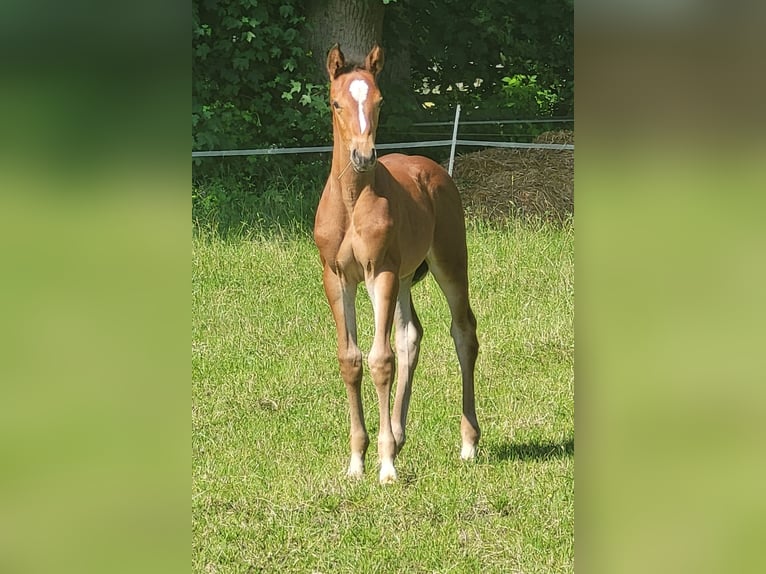 Oldenburger Springpferd Stute  Brauner in Cloppenburg