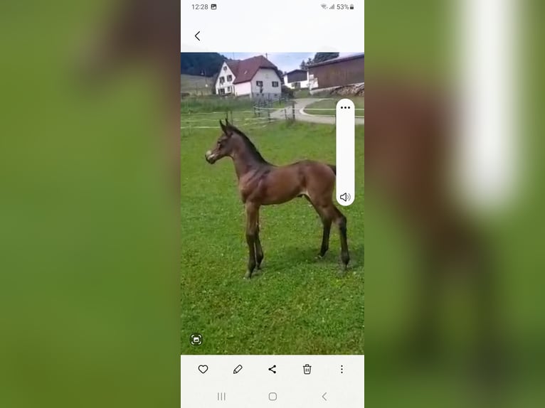 Oldenburger Springpferd Stute Fohlen (06/2025) Brauner in Gomadingen