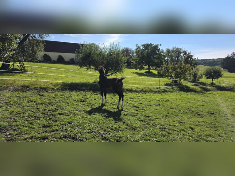 Oldenburger Springpferd Stute Fohlen (05/2026) Brauner in Harburg
