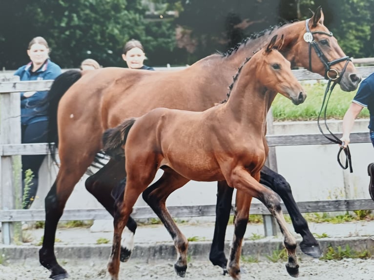 Oldenburger Springpferd Stute Fohlen (05/2025) Brauner in Hude (Oldenburg)