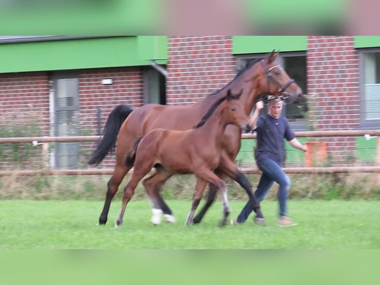 Oldenburger Springpferd Stute Fohlen (06/2025) Brauner in Cloppenburg