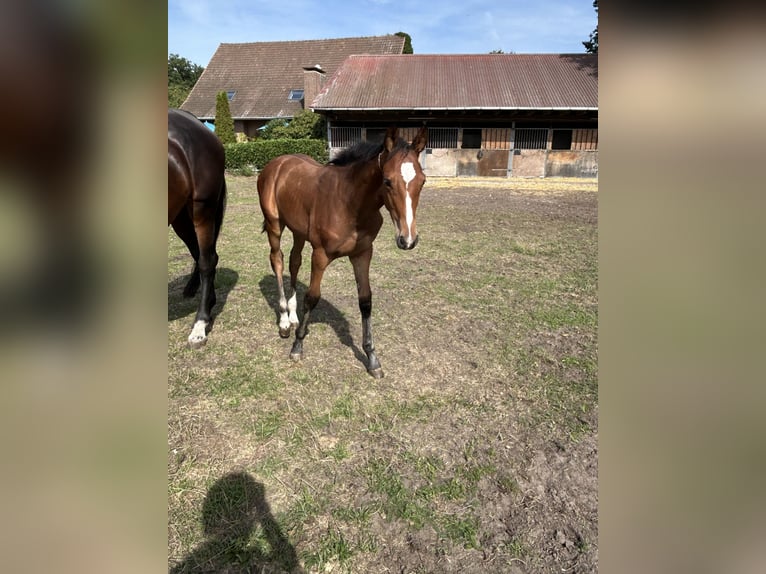 Oldenburger Springpferd Stute Fohlen (05/2026) Brauner in Versmold