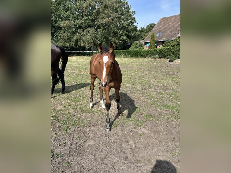 Oldenburger Springpferd Stute Fohlen (05/2026) Brauner in Versmold