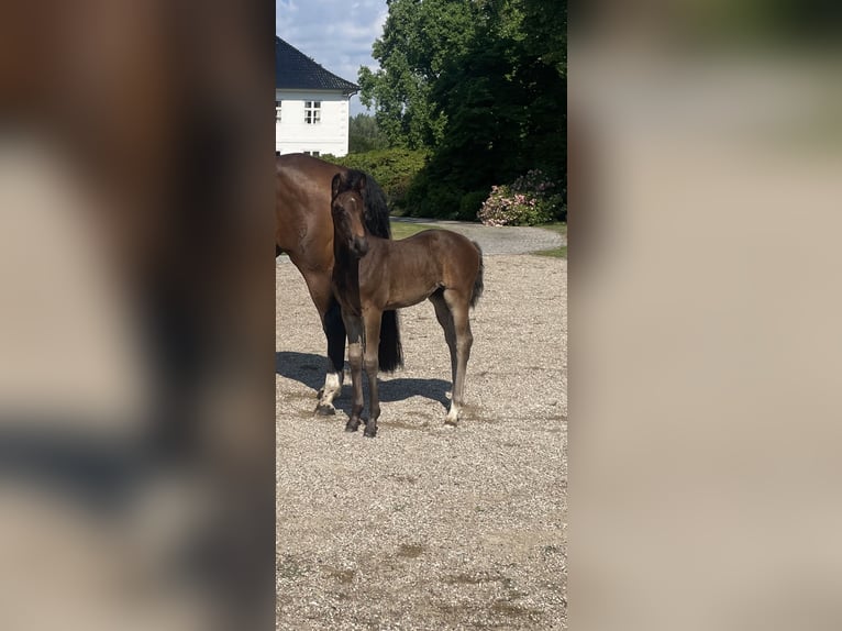 Oldenburger Springpferd Stute Fohlen (06/2026) Dunkelbrauner in Handewitt