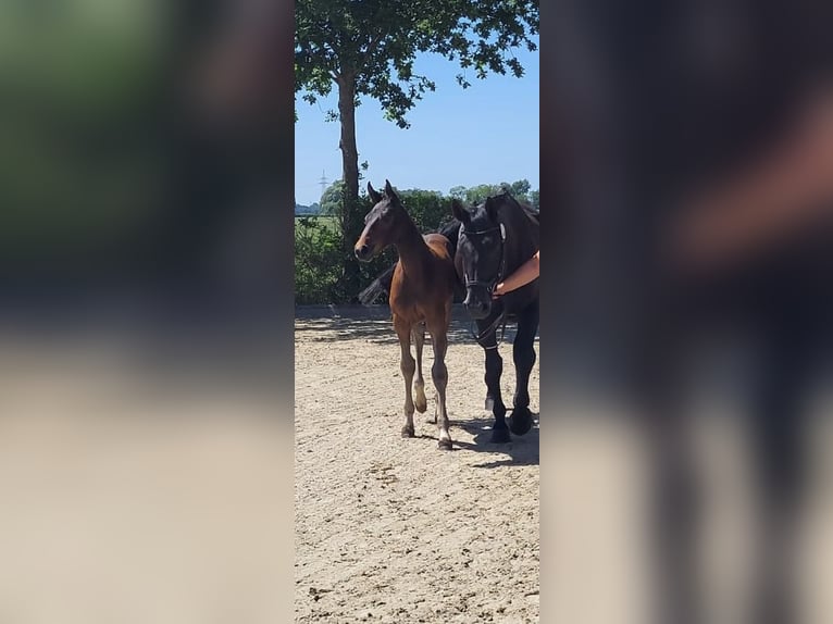 Oldenburger Springpferd Stute  Dunkelbrauner in Hude (Oldenburg)