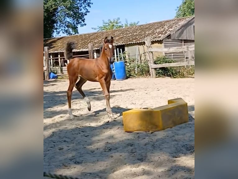 Oldenburger Springpferd Stute Fohlen (06/2026) Dunkelbrauner in Nordhorn