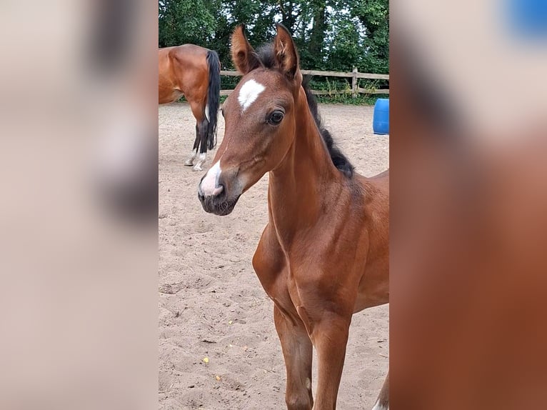 Oldenburger Springpferd Stute Fohlen (06/2026) Dunkelbrauner in Nordhorn