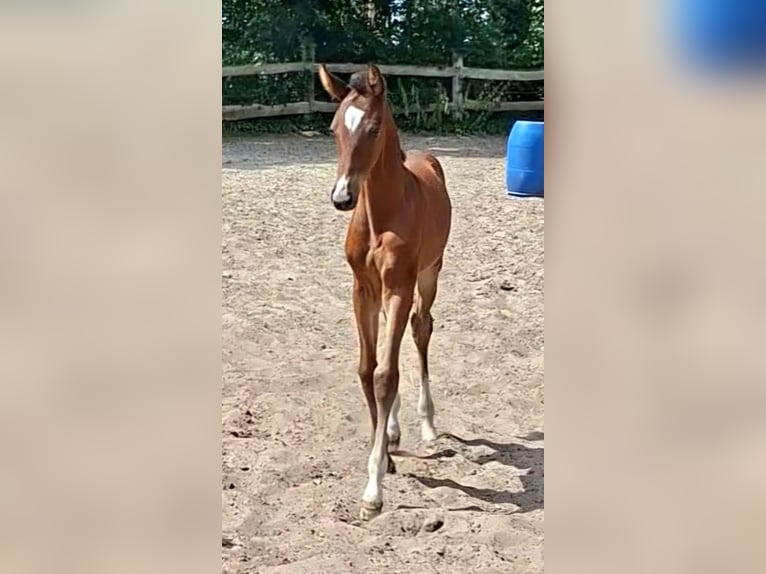 Oldenburger Springpferd Stute Fohlen (06/2026) Dunkelbrauner in Nordhorn